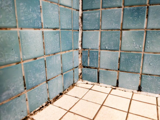 Best Basement Mold Removal  in Auburn, NY