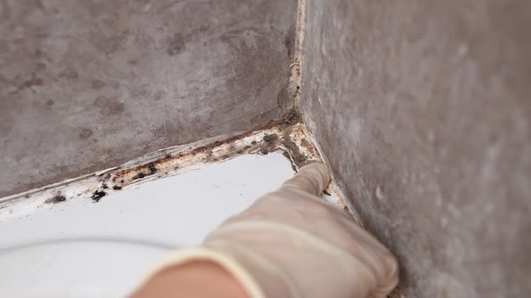 Mold Odor Removal Services in Auburn, NY